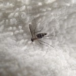 蚊に刺されて発疹・蕁麻疹ができる(；´ﾟдﾟ｀)!?蚊アレルギー（蚊刺症）なんて存在するのか